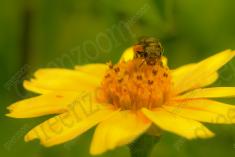 Abelha 39 <em>(2079)</em>