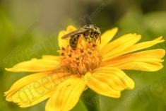 Vespa 5 <em>(2080)</em>