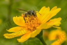 Abelha 40 <em>(2081)</em>