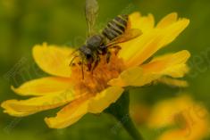 Abelha 41 <em>(2082)</em>