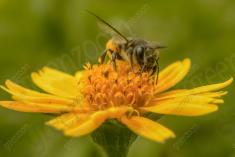 Abelha 42 <em>(2083)</em>