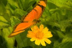 Borboleta 199 <em>(2084)</em>