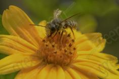 Abelha 43 <em>(2085)</em>