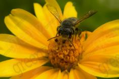 Abelha 44 <em>(2086)</em>