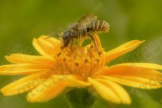 Abelha 46 <em>(2087)</em>