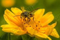 Abelha 48 <em>(2088)</em>