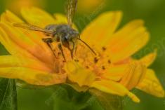 Abelha 47 <em>(2089)</em>