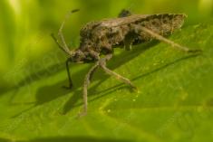 Inseto 194 <em>(2090)</em>