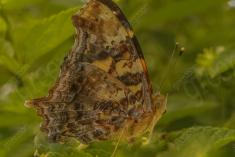 Borboleta 187 <em>(2091)</em>