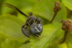 Vespa 6 <em>(2092)</em>