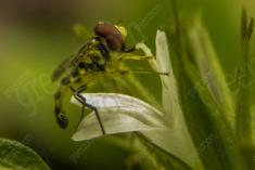 Vespa 7 <em>(2093)</em>