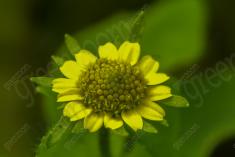 Flor 244 <em>(2094)</em>