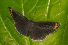 Borboleta 188 <em>(2095)</em>