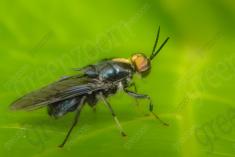 Vespa 8 <em>(2096)</em>