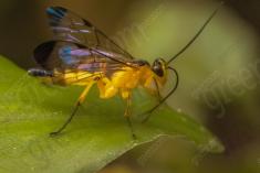 Vespa 9 <em>(2097)</em>