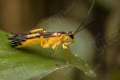 Vespa 10 <em>(2098)</em>