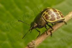 Joaninha 6 <em>(2099)</em>