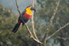 Tucano 2 <em>(21)</em>