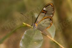 Borboleta 189 <em>(2100)</em>