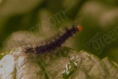 Lagarta 4 <em>(2101)</em>