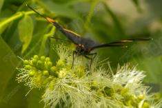 Borboleta 182 <em>(2103)</em>