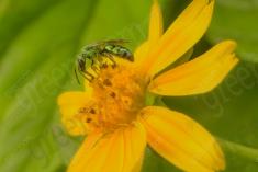 Vespa 2 <em>(2104)</em>