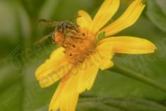 Abelha 37 <em>(2105)</em>