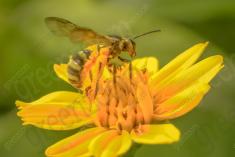 Abelha 38 <em>(2106)</em>