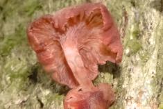 Cogumelo 43 <em>(2107)</em>