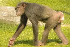 Chimpanze 3 <em>(2108)</em>