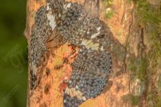 Borboleta 183 <em>(2109)</em>