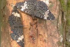 Borboleta 184 <em>(2110)</em>