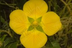 Flor 245 <em>(2111)</em>