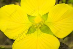 Flor 246 <em>(2112)</em>