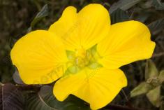 Flor 247 <em>(2113)</em>