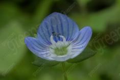 Flor 234 <em>(2115)</em>