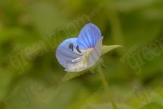 Flor 235 <em>(2116)</em>