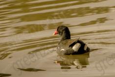 Saracura 2 <em>(2117)</em>