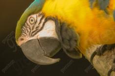 Arara 3 <em>(2118)</em>