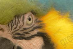 Arara 4 <em>(2119)</em>