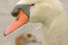 Ganso 11 <em>(2120)</em>