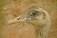 Ema 21 <em>(2121)</em>