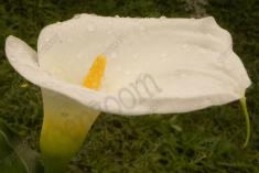 Flor 236 <em>(2122)</em>