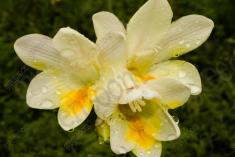 Flor 237 <em>(2123)</em>