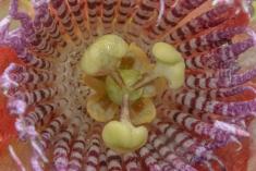 Flor 238 <em>(2124)</em>