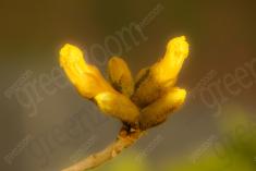 Flor 239 <em>(2125)</em>