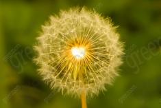 Flor 240 <em>(2126)</em>