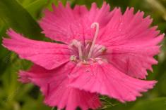 Flor 241 <em>(2127)</em>