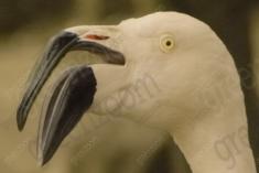 Flamingo 2 <em>(2128)</em>