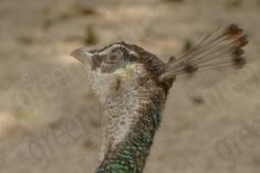 Pavão 3 <em>(2129)</em>